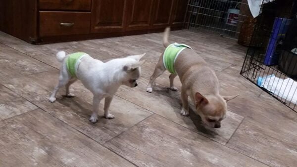 81335506_1256129347910349_3719786087468498944_n (1) Санитарни пояси