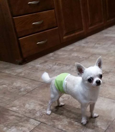 81680236_1256129384577012_379480276364951552_n (1) Санитарни пояси