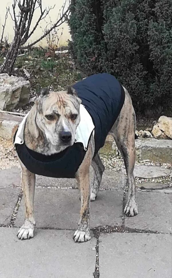 433042211_736485914966550_1137605206679958240_n Якета за питбулчета