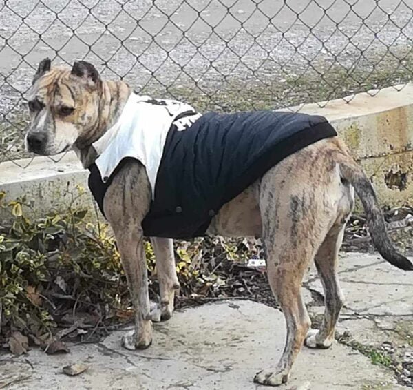 434297984_1473475406905738_4334362964578193734_n Якета за питбулчета